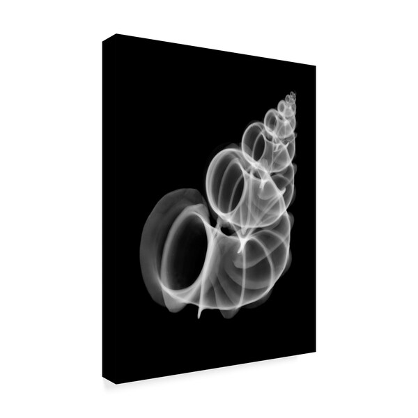 Bert Myers 'Precious Wentletrap Negative X Ray' Canvas Art,24x32